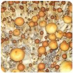 Псилоцибиновые (галлюциногенные) грибы в Невиномысске Psilocybin "Golden Teacher" Псилоцибиновые (галлюциногенные) грибы в Невиномысске Psilocybin "Golden Teacher"