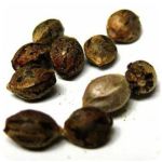 Семена марихуаны АК-47 (Seeds AK-47) в Невиномысске Семена марихуаны АК-47 (Seeds AK-47) в Невиномысске